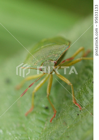 Closeup on the green shieldbug, Palomena prasina 95633133