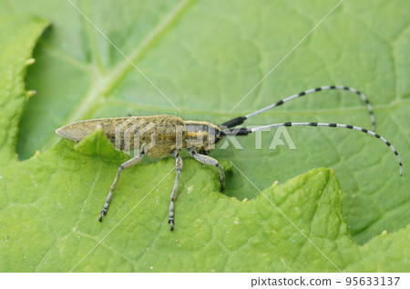 Closeup on the Golden-bloomed grey longhorn beetle, Agapanthia villosoviridescens on thistle 95633137