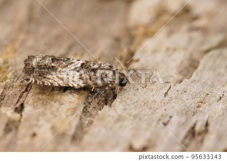 Closeup on a Large Beech piercer tprtrix moth, Cydia fagiglandana, sitting on wood 95633143
