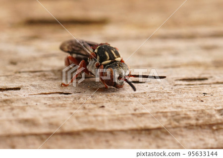 Closeup on a black-thighed Epeolus variegatus cleptoparasitic solitary cuckoo bee sitting on wood 95633144