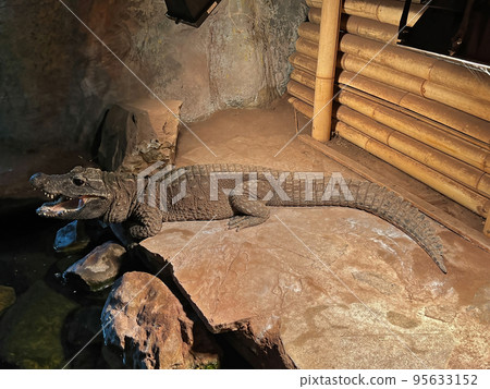Closeup on an endangered Western Dwarf Crocodile , Osteolamus tetraspis at the Tilburg, Oliemeulen Zoo, Netherlands 95633152
