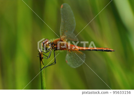 Closeup on the red male of the yellow-winged darter, Sympetrum flaveolum 95633156