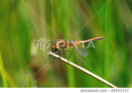 Closeup on the red male of the yellow-winged darter, Sympetrum flaveolum Closeup on the red male of the yellow-winged darter, Sympetrum flaveolum 95633157
