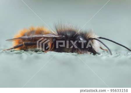 Closeup on a male European horned orchard mason bee, Osmia cornuta male Closeup on a male European horned orchard mason bee, Osmia cornuta male 95633158