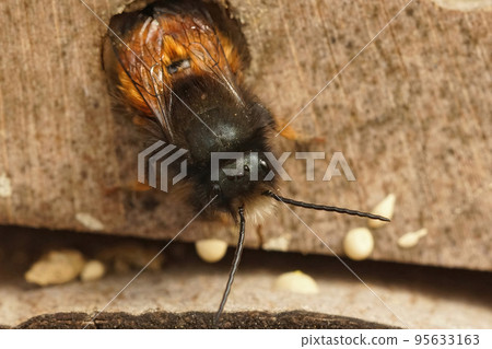 Closeup on a male European horned orchard mason bee, Osmia cornuta male leaving it's nest Closeup on a male European horned orchard mason bee, Osmia cornuta male leaving it's nest 95633163