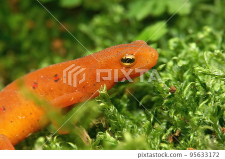 Closeup on a colorful red eft stage juvenile Red-spotted newt Notophthalmus viridescens Closeup on a colorful red eft stage juvenile Red-spotted newt Notophthalmus viridescens 95633172