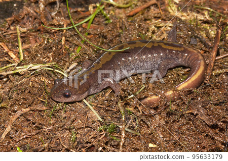 Full body closeup on a colorful Pacific Westcoast green longtoed salamander, Ambystoma macrodactylum 95633179