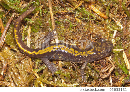 Dorsal closeup on sub-adult Pacific Westcoast green longtoed salamander, Ambystoma macrodactylum Dorsal closeup on sub-adult Pacific Westcoast green longtoed salamander, Ambystoma macrodactylum 95633181