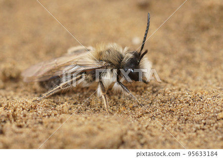 Closeup on a male of the Ashy mining bee, Andrena cineraria sitting on the ground Closeup on a male of the Ashy mining bee, Andrena cineraria sitting on the ground 95633184