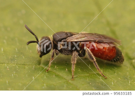 Closeup on a colorful, kleptoparasite White lipped blood bee, Sphecodes albilabris 95633185