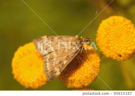 Closeup of the European corn borer , Ostrinia nubilalis sitting on a yellow Tansy flower, Closeup of the European corn borer , Ostrinia nubilalis sitting on a yellow Tansy flower, 95633187