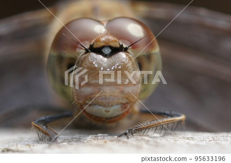 Extreme closeup on the head of a Common darter dragonfly, Sympetrum striolatum Extreme closeup on the head of a Common darter dragonfly, Sympetrum striolatum 95633196