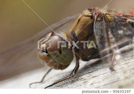 Extreme closeup on the head of a Common darter dragonfly, Sympetrum striolatum Extreme closeup on the head of a Common darter dragonfly, Sympetrum striolatum 95633197