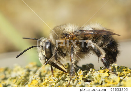 Closeup on a hairy male hairy-footed flower bee, Anthophora plumipes sitting on wood 95633203