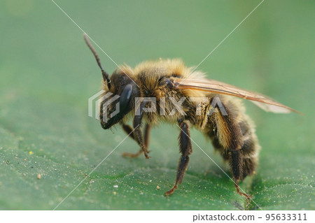 Closeup on a brown female of the rare Trimmers mining bee, Andrena trimmerana 95633311