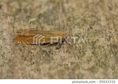 Closeup on the small red piercer moth, Lathronympha strigana sitting on a grean leaf 95633319