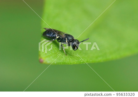 Closeup on a small black female Common Yellow-face Bee , Hylaeus communis, sitting on a green leaf in the garden Closeup on a small black female Common Yellow-face Bee , Hylaeus communis, sitting on a green leaf in the garden 95633320