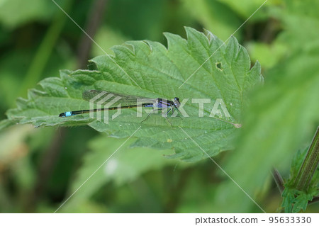 Closeup on a blue-tailed damselfly, Ischnura elegans sitting on a green leaf Closeup on a blue-tailed damselfly, Ischnura elegans sitting on a green leaf 95633330