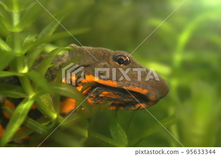 Closeup on an adult Asian endangered Hong kong warty newt, Paramesotriton hongkongensis peaking through the waterweeds Closeup on an adult Asian endangered Hong kong warty newt, Paramesotriton hongkongensis peaking through the waterweeds 95633344