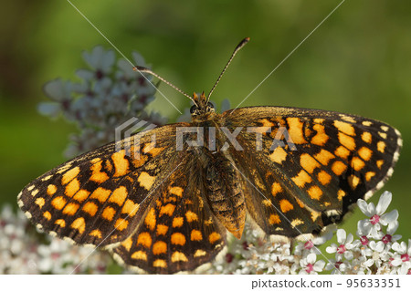 Closeup on a Mediterranean Southern Heath fritillary, Melitaea celadussa with spread wings Closeup on a Mediterranean Southern Heath fritillary, Melitaea celadussa with spread wings 95633351