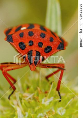Frontal closeup of a colorful Mediterranean brilliant red shieldbug, Graphosoma semipunctatum Frontal closeup of a colorful Mediterranean brilliant red shieldbug, Graphosoma semipunctatum 95633355