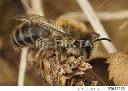Closeup on a hairy brown female Early cellophane bee, Colletes cunicularius sitting in the vegetation Closeup on a hairy brown female Early cellophane bee, Colletes cunicularius sitting in the vegetation 95633363