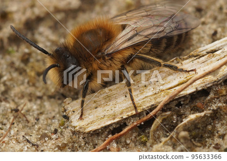 closeup on a male Early cellophane bee, Colletes cuniculariussitting on the ground closeup on a male Early cellophane bee, Colletes cuniculariussitting on the ground 95633366