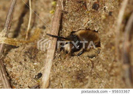 Closeup on a male Early cellophane bee, Colletes cunicularius peaking out of it's underground nest Closeup on a male Early cellophane bee, Colletes cunicularius peaking out of it's underground nest 95633367