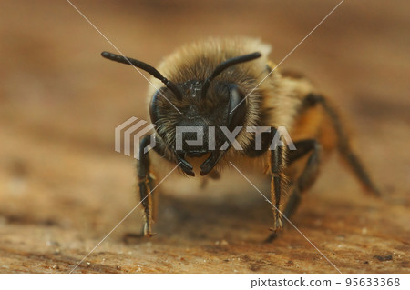 Frontal closeup on a female Early cellophane bee, Colletes cuniculariussitting on the ground Frontal closeup on a female Early cellophane bee, Colletes cuniculariussitting on the ground 95633368