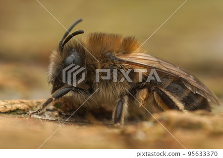 Closeup on a female Early cellophane bee, Colletes cuniculariussitting on the ground Closeup on a female Early cellophane bee, Colletes cuniculariussitting on the ground 95633370