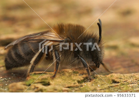 Closeup on a female Early cellophane bee, Colletes cuniculariussitting on the ground 95633371