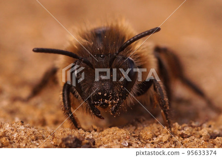 Frontal closeup on a female Early cellophane bee, Colletes cuniculariussitting on the ground Frontal closeup on a female Early cellophane bee, Colletes cuniculariussitting on the ground 95633374