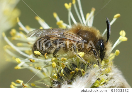 Closeup on a hairy brown female Early cellophane bee, Colletes cunicularius eating pollen from Willow Closeup on a hairy brown female Early cellophane bee, Colletes cunicularius eating pollen from Willow 95633382