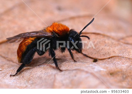 Closeup on a wed, bright colorful red tawny mining bee, Andrena fulva on a dried leaf 95633403