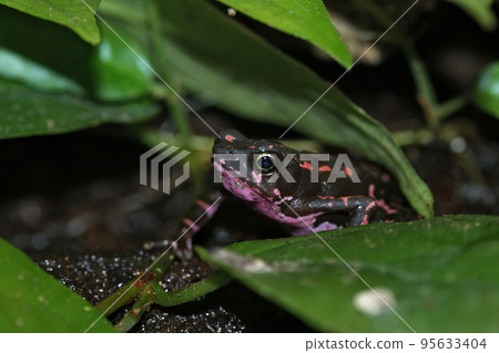 Closeup on the colorful and endangered purple fluorescent frog, Atelopus barbotoni Closeup on the colorful and endangered purple fluorescent frog, Atelopus barbotoni 95633404