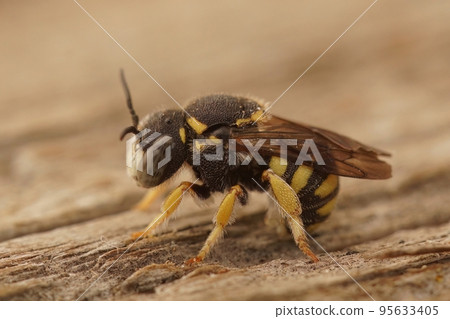Closeup on the cute, small, yellow, male, rotund resin solitary bee , Anthiedielluim strigatum Closeup on the cute, small, yellow, male, rotund resin solitary bee , Anthiedielluim strigatum 95633405
