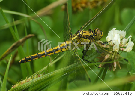 Closeup on a female black-tailed skimmer dragonfly, Orthetrum cancellatum, perched in the vegetation 95633410