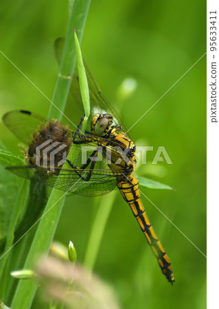 Closeup on a female black-tailed skimmer dragonfly, Orthetrum cancellatum, perched in the vegetation Closeup on a female black-tailed skimmer dragonfly, Orthetrum cancellatum, perched in the vegetation 95633411