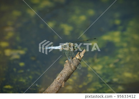 Closeup on a blue male black-tailed skimmer dragonfly, Orthetrum cancellatum 95633412