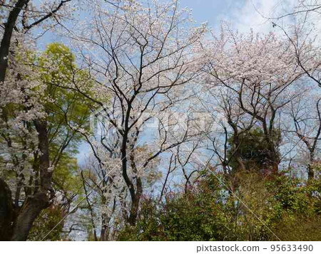 Cherry blossoms at Nabeshima Shoto Park (Shibuya Ward, Tokyo) Cherry blossoms at Nabeshima Shoto Park (Shibuya Ward, Tokyo) 95633490