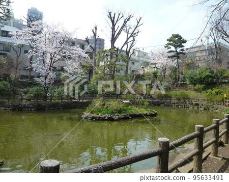 Cherry blossoms at Nabeshima Shoto Park (Shibuya Ward, Tokyo) 95633491