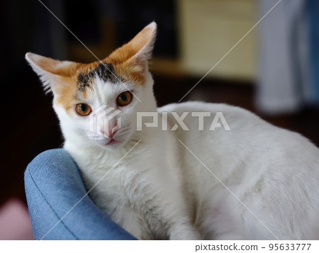 坐在椅子上的小貓 95633777