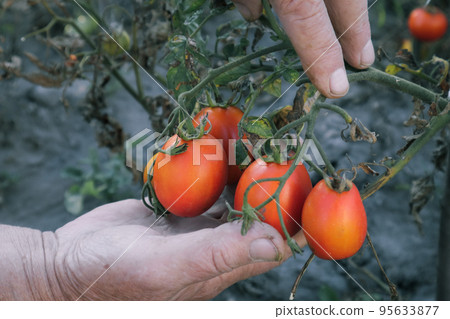 Close up of hands harvesting tomatoes in a greenhouse. Close-up of farmer holding tomatoes Close up of hands harvesting tomatoes in a greenhouse. Close-up of farmer holding tomatoes 95633877