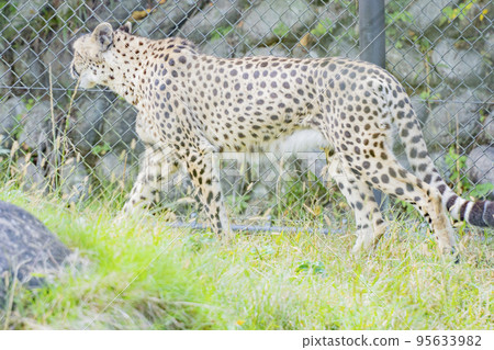 獵豹的日常生活 獵豹的日常生活 95633982