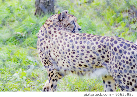 daily life of cheetah daily life of cheetah 95633983