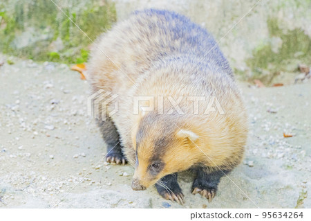 Daily life of a badger 95634264