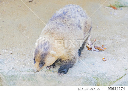 獾的日常生活 獾的日常生活 95634274