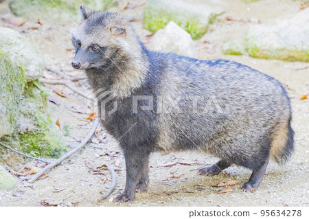 Daily life of a raccoon dog (subspecies: Hondo raccoon dog) 95634278