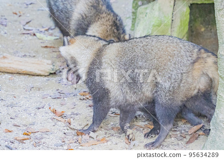 Daily life of a raccoon dog (subspecies: Hondo raccoon dog) Daily life of a raccoon dog (subspecies: Hondo raccoon dog) 95634289