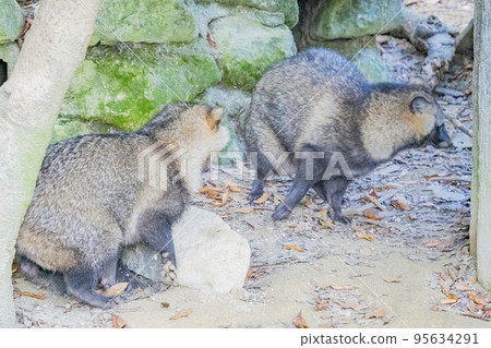 貉子的日常生活（亞種：本多貉） 95634291
